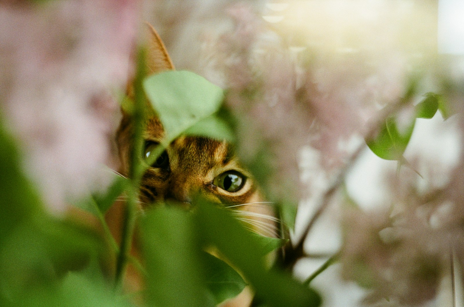 brown tabby cat on tree branch