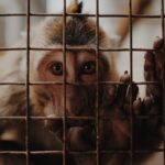 brown monkey inside cage