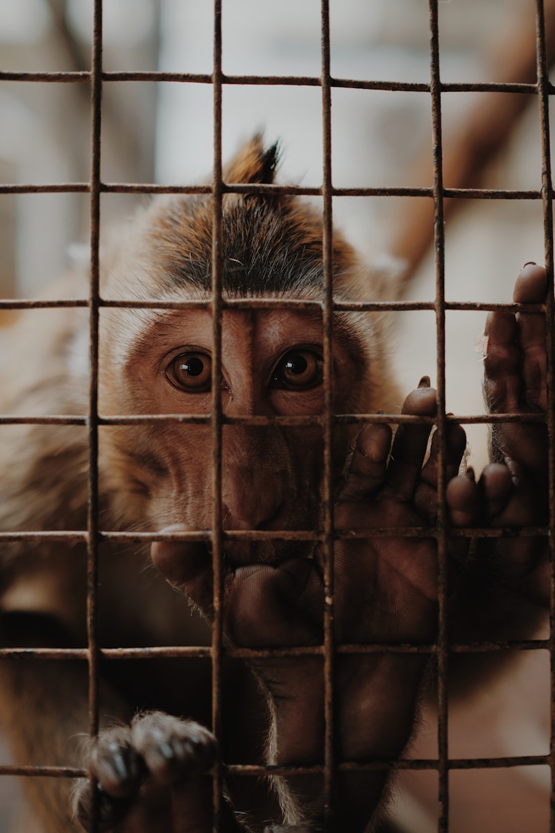 [回答例あり] 科学や医学のための動物実験は全面的に禁止されるべきか？‐英検トピック対策1級筆記・面接